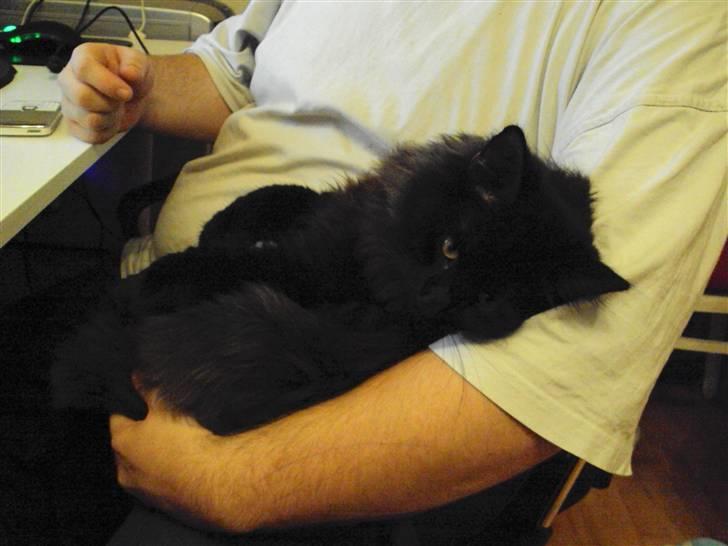 Norsk Skovkat Babette's Aske - Vinter 09 - dec billede 19