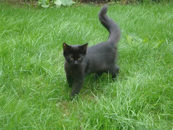 Norsk Skovkat Babette's Aske - Sommer 09 billede 20