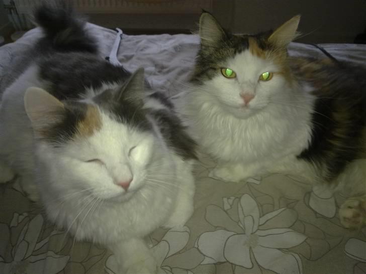 Blanding af racer MCO/NFO - Hvide  - Mor ´& Datter billede 10