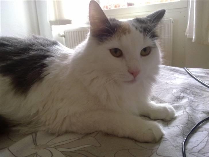 Blanding af racer MCO/NFO - Hvide  billede 11