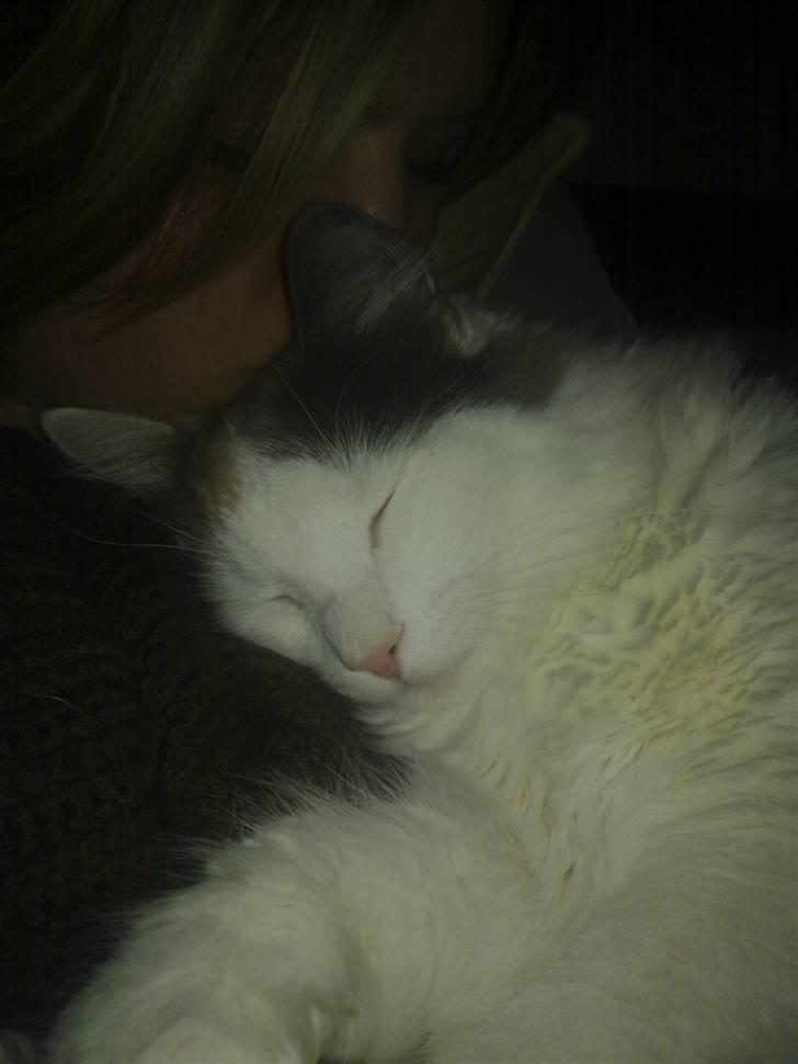 Blanding af racer MCO/NFO - Hvide  - Hvide er en lille nussetrold - jo tættere på hjertet jo bedre. (: billede 12