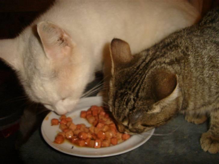 Blanding af racer Makita billede 20