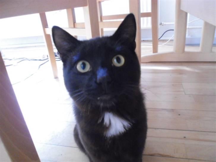 Blanding af racer Blackie billede 17