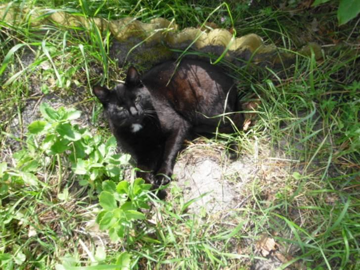 Blanding af racer Blackie billede 18