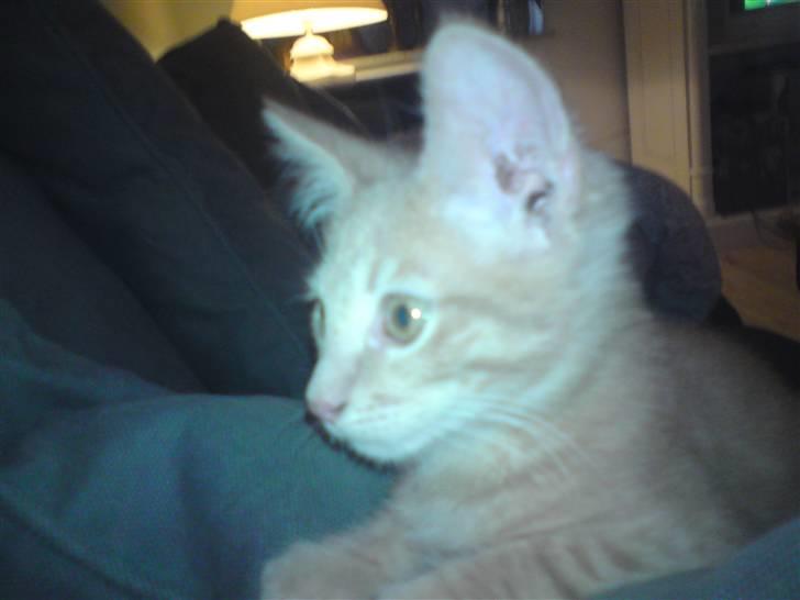 Blanding af racer fister billede 2