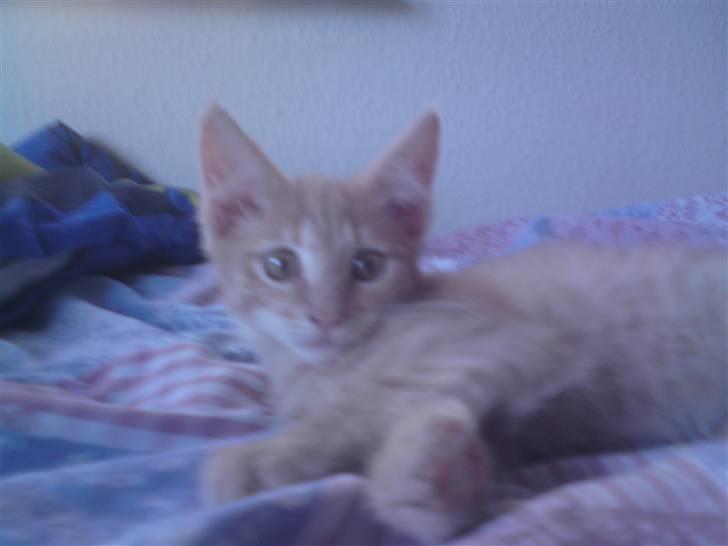 Blanding af racer fister billede 3