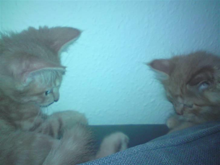 Blanding af racer fister billede 4