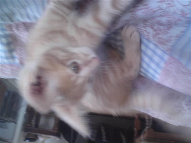 Blanding af racer fister billede 5