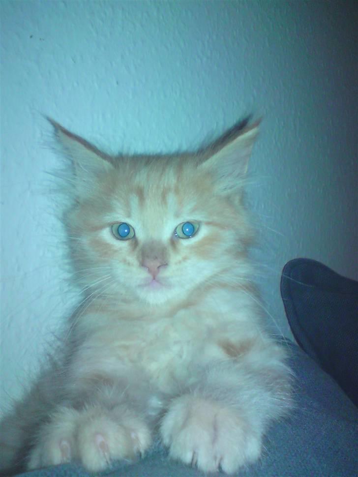 Blanding af racer "bebsen" billede 2