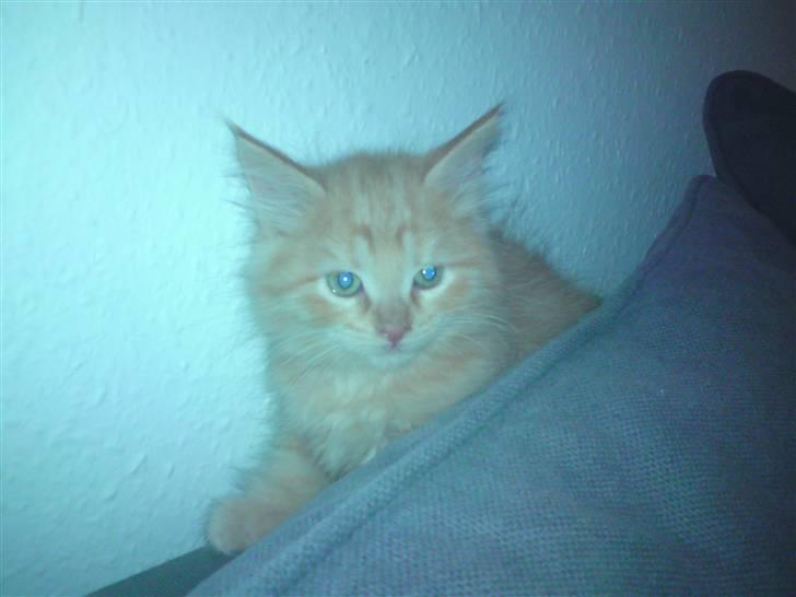 Blanding af racer "bebsen" billede 3