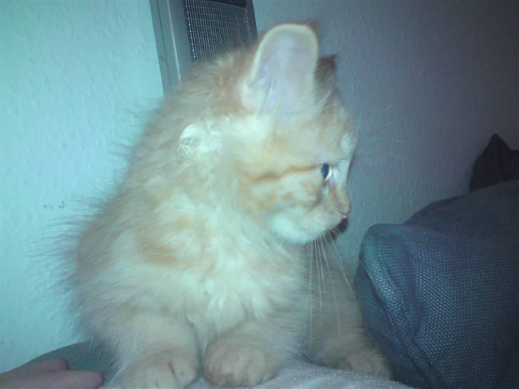 Blanding af racer "bebsen" billede 4