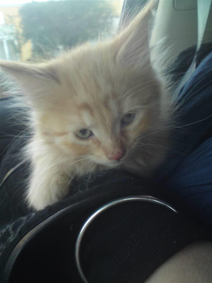 Blanding af racer "bebsen" billede 5