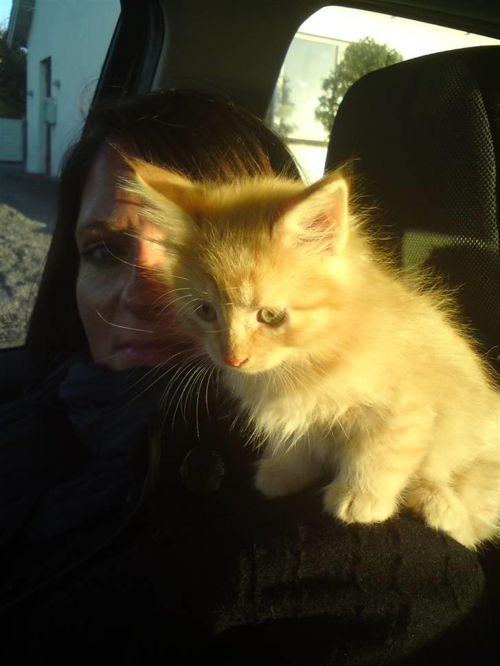 Blanding af racer "bebsen" billede 6