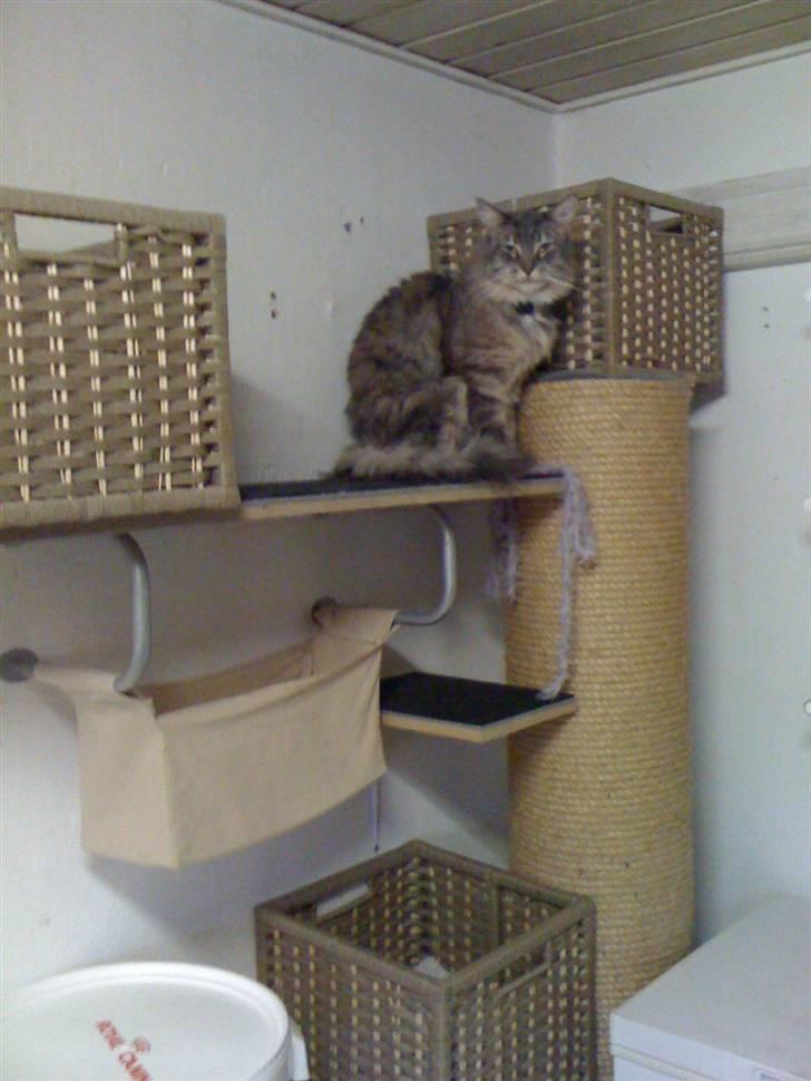 Maine Coon odin billede 12