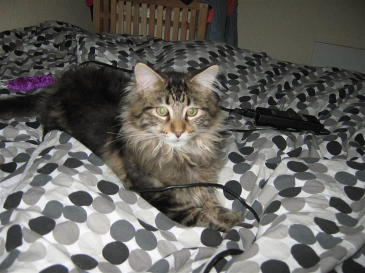 Maine Coon Ronnie billede 1