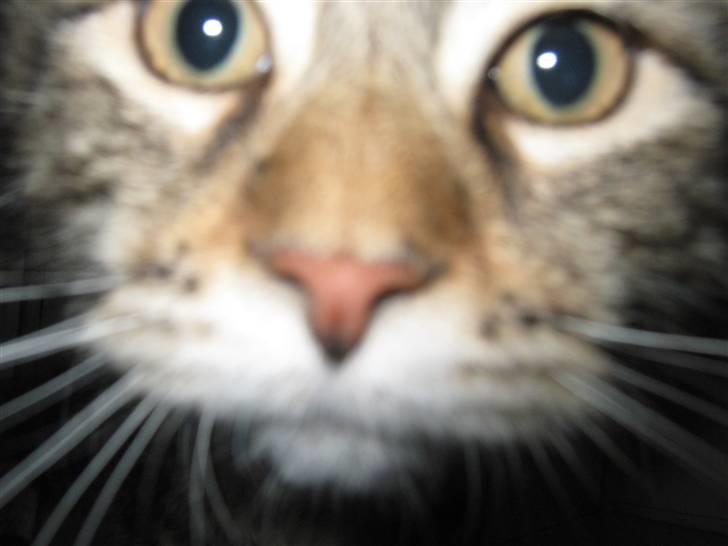 Maine Coon Ronnie billede 2