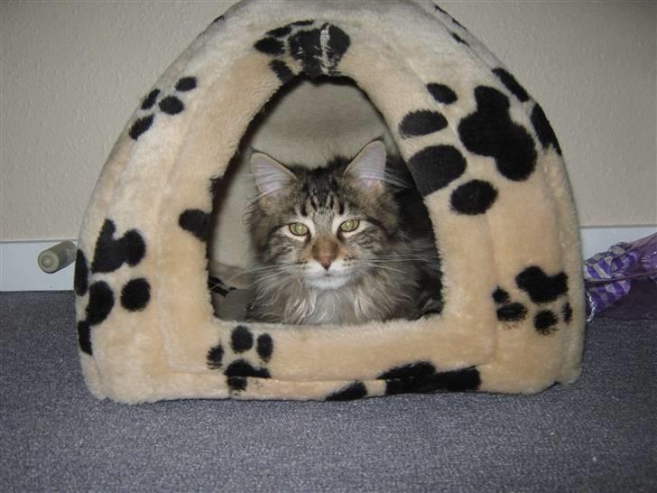 Maine Coon Ronnie billede 3