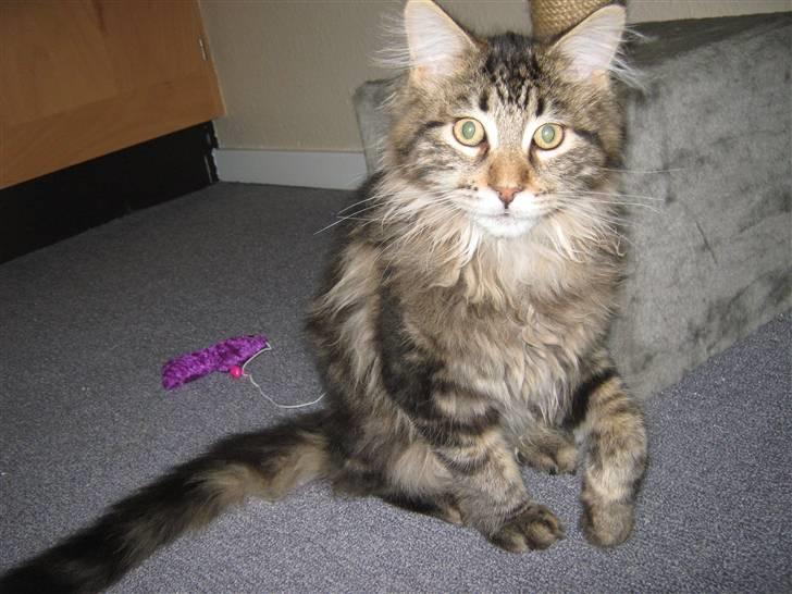 Maine Coon Ronnie billede 4