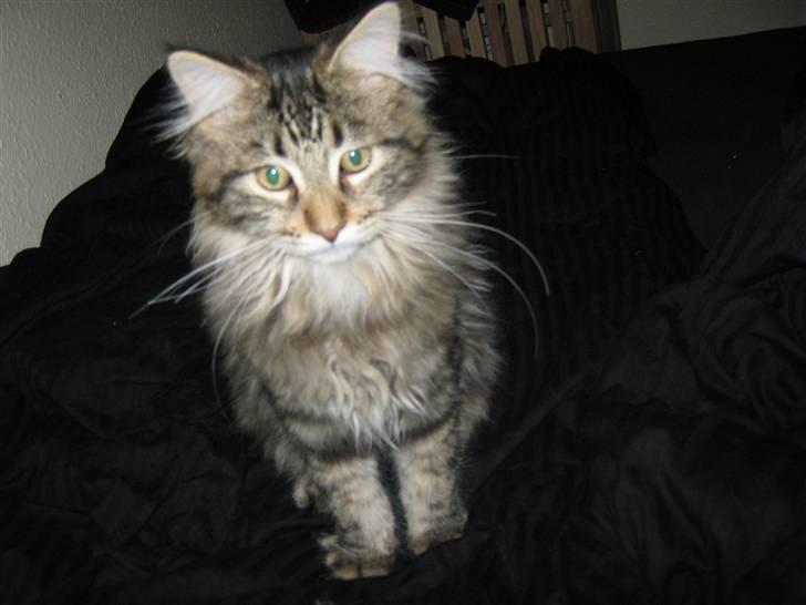 Maine Coon Ronnie billede 5