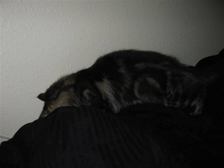 Maine Coon Ronnie billede 6