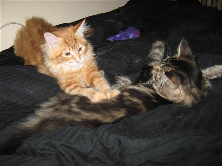 Maine Coon Ronnie - Ronnie med hans søster Connie billede 7