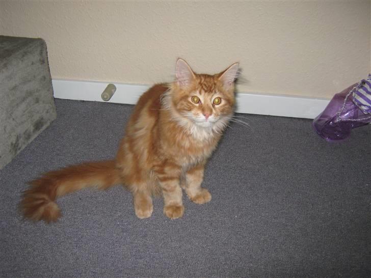 Maine Coon Johnnie billede 1