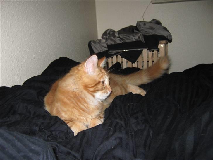 Maine Coon Johnnie billede 2