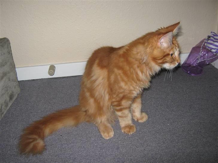 Maine Coon Johnnie billede 3