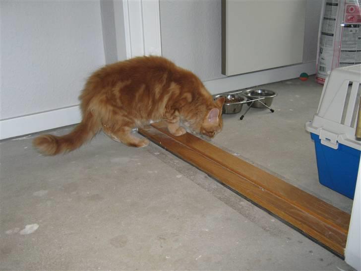 Maine Coon Johnnie billede 4