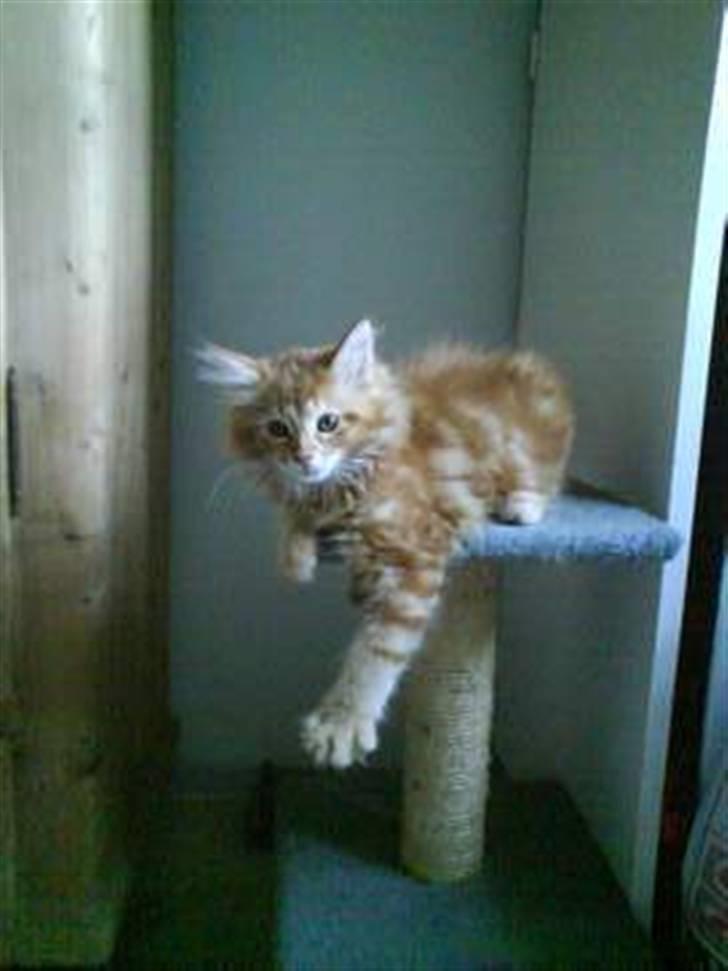 Maine Coon Johnnie billede 5