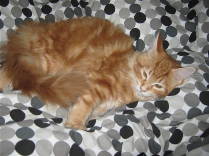 Maine Coon Connie billede 1
