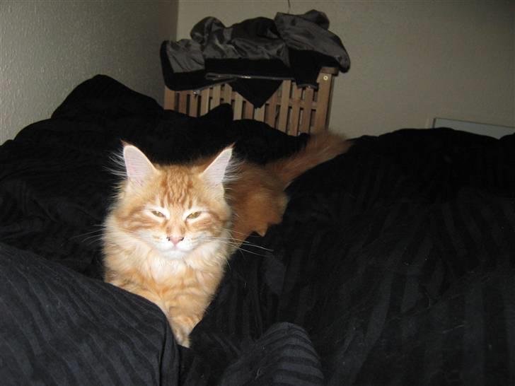 Maine Coon Connie billede 2