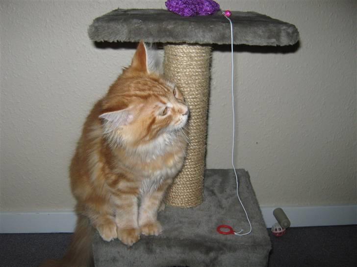 Maine Coon Connie billede 3