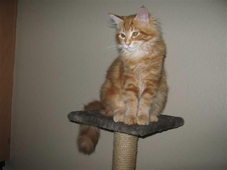 Maine Coon Connie billede 4