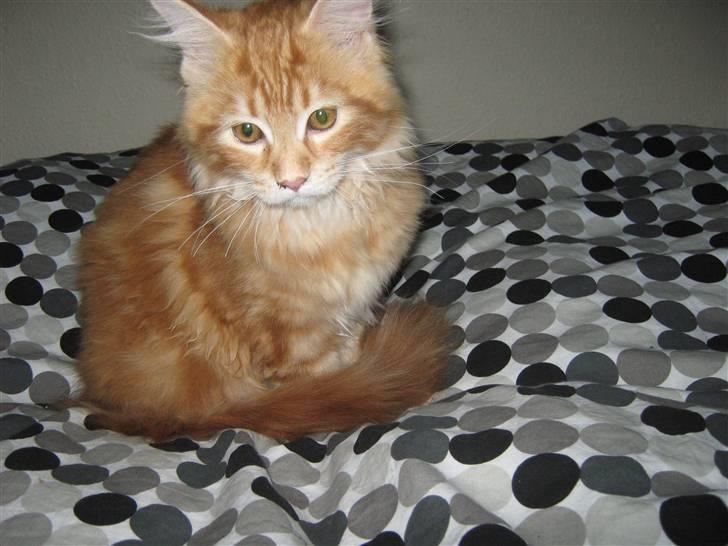 Maine Coon Connie billede 5