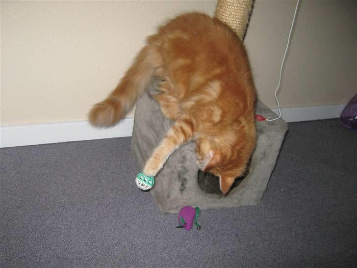 Maine Coon Connie billede 6