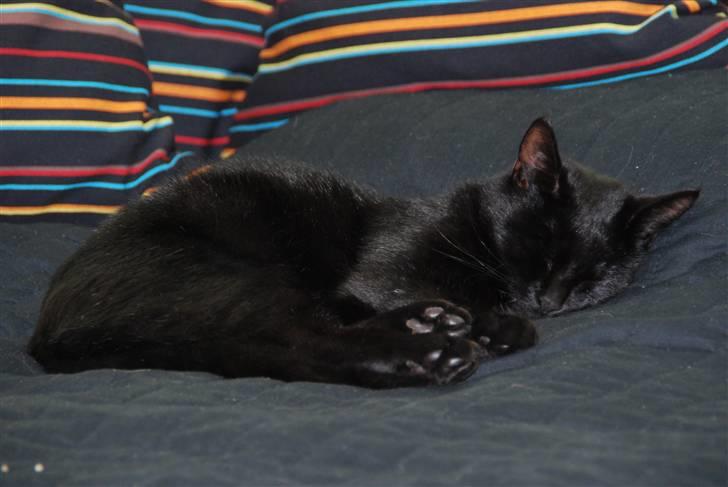 Huskat Sandi - Hygge mis ;) billede 16