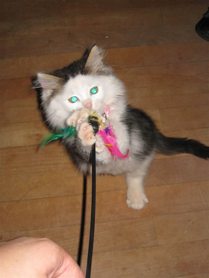 Maine Coon mozart billede 1