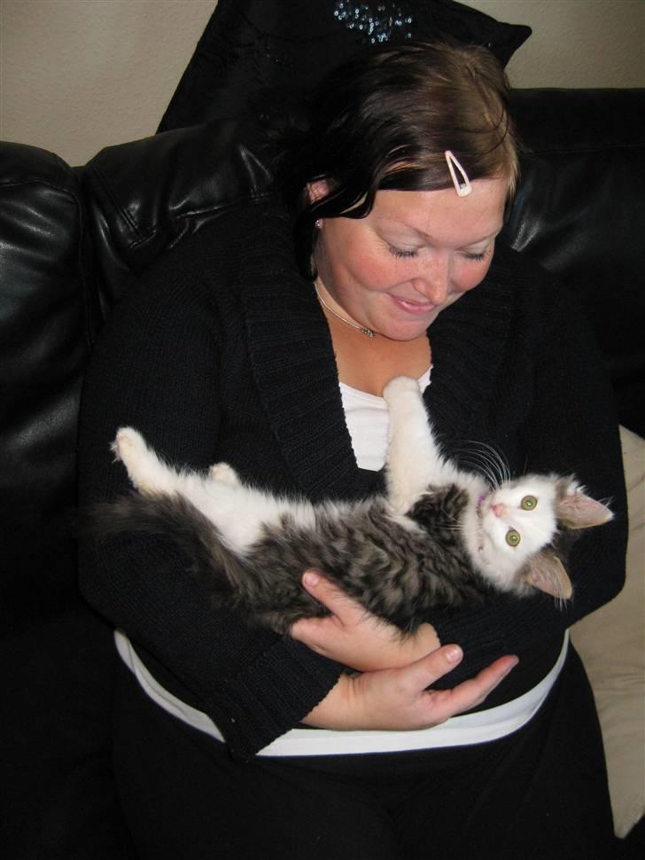 Maine Coon mozart billede 2