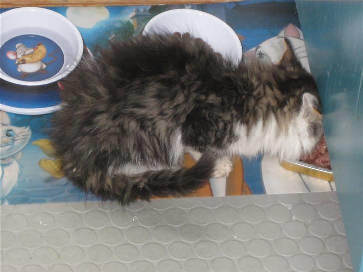 Maine Coon mozart billede 3