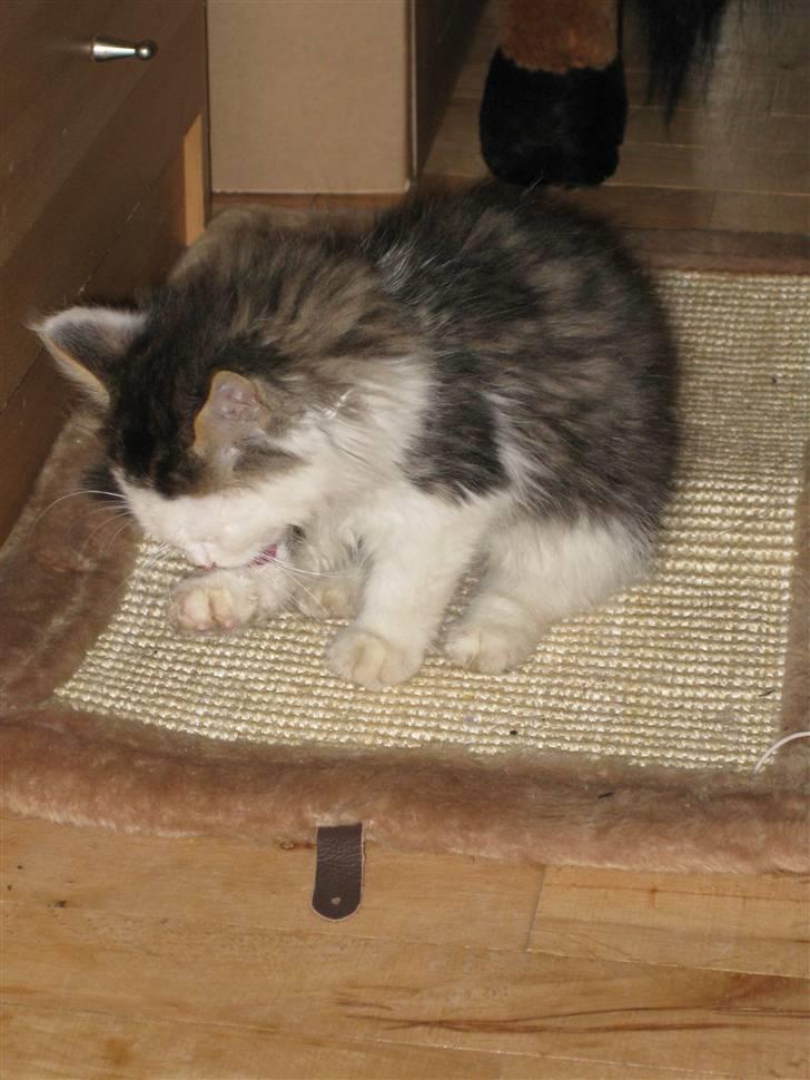 Maine Coon mozart billede 4