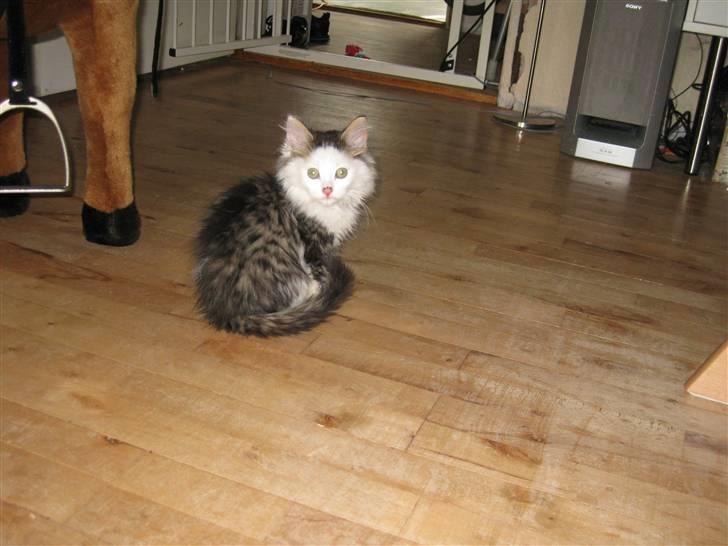 Maine Coon mozart billede 5