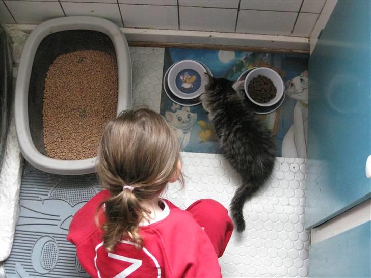 Maine Coon mozart billede 6