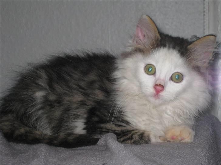 Maine Coon mozart billede 7