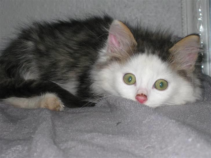 Maine Coon mozart billede 8