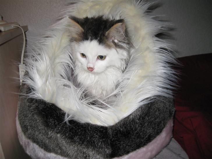 Maine Coon mozart billede 9