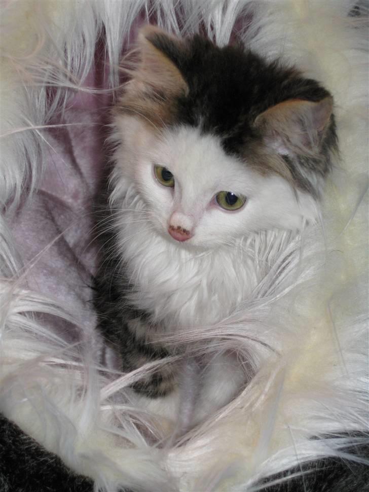 Maine Coon mozart billede 10