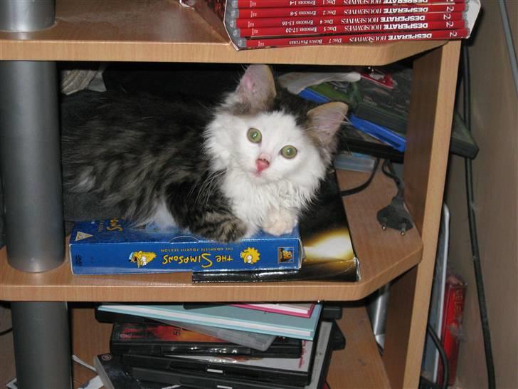 Maine Coon mozart billede 11