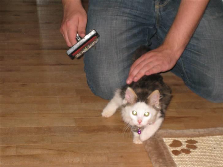 Maine Coon mozart billede 12