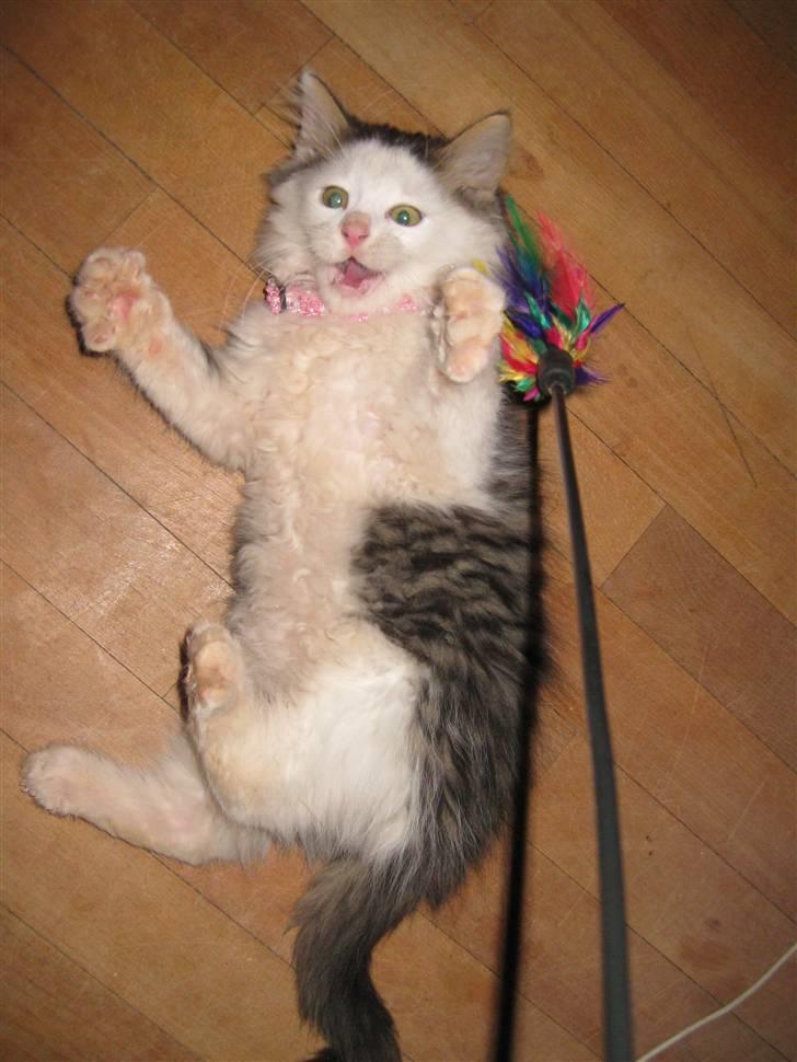 Maine Coon mozart billede 13